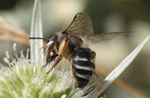 Andrena flavipes